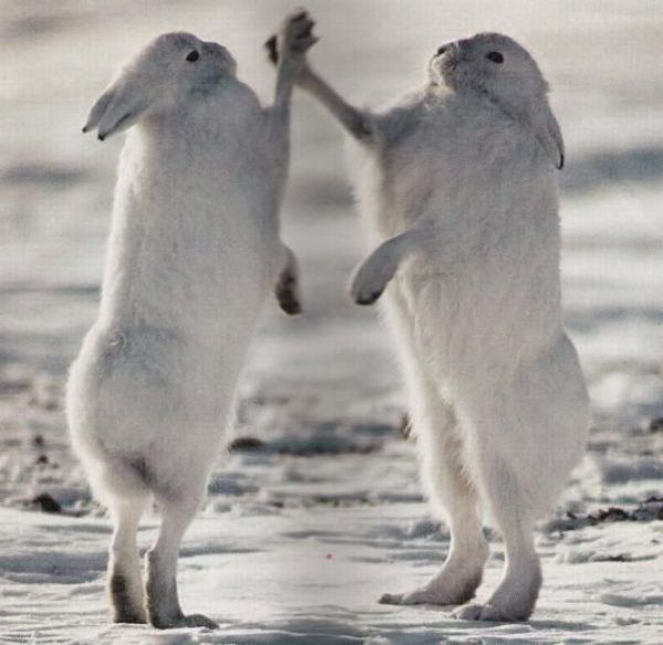 high-five-bunnies