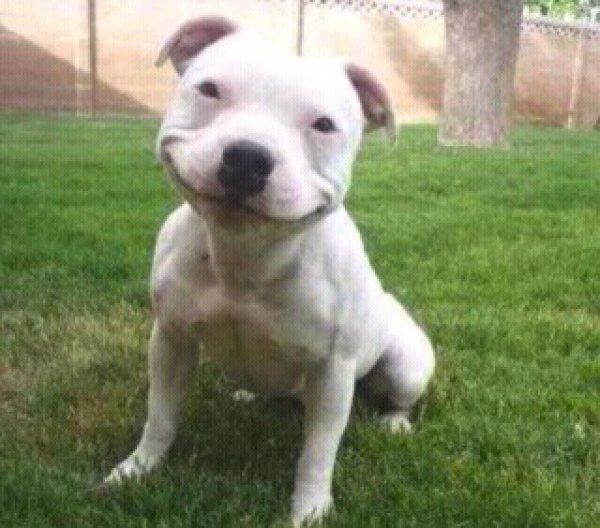 smiling-pitbull-puppy
