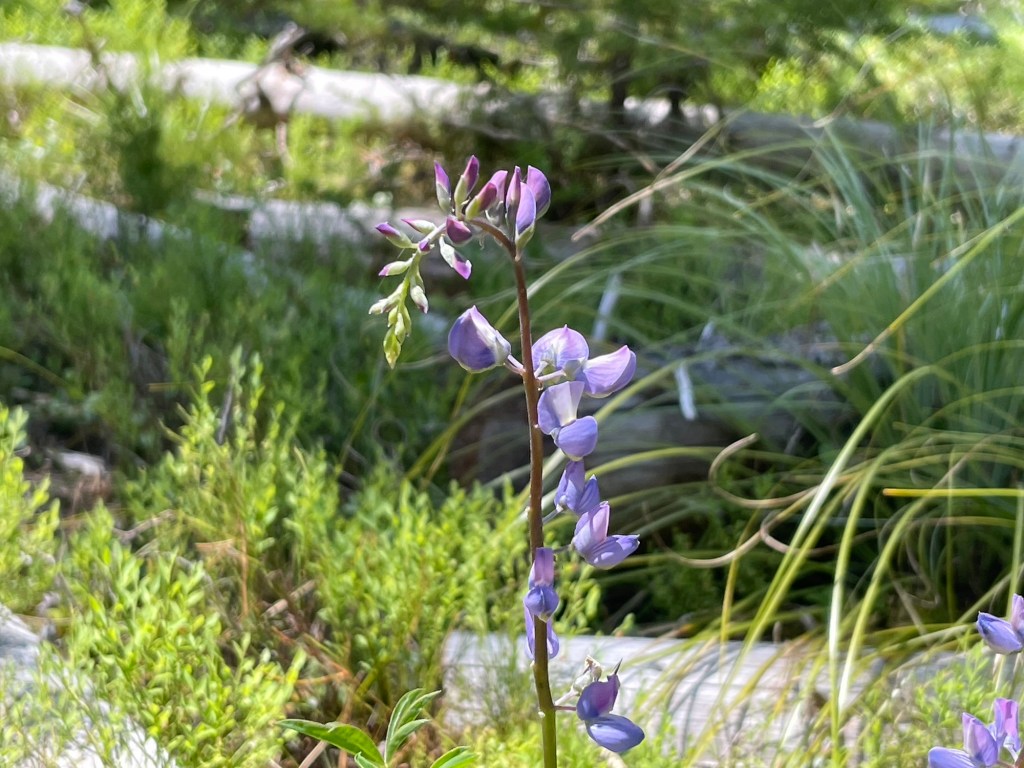 picture of a lupine in bloom