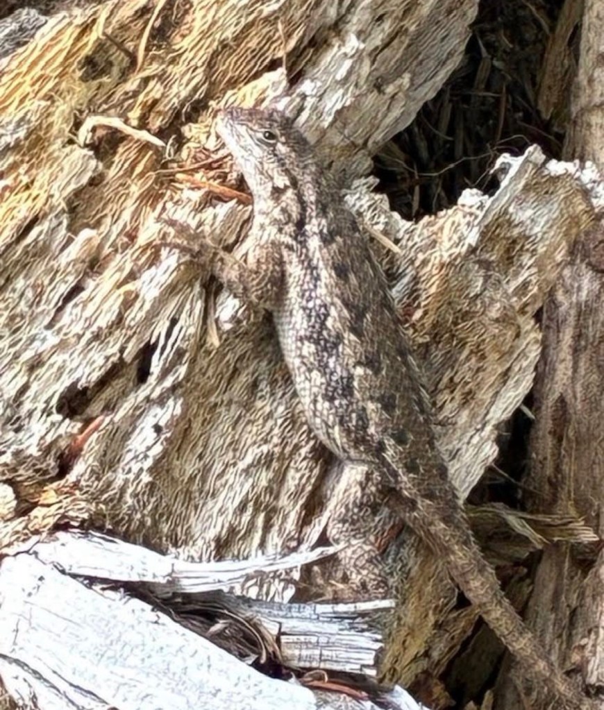 A western fence lizard with its head turned so it's looking at the camera in with one eye