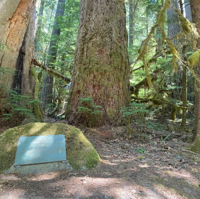 Picture of brass plaque on a large, moss-covered rock sitting at the base of a very large old growth tree.