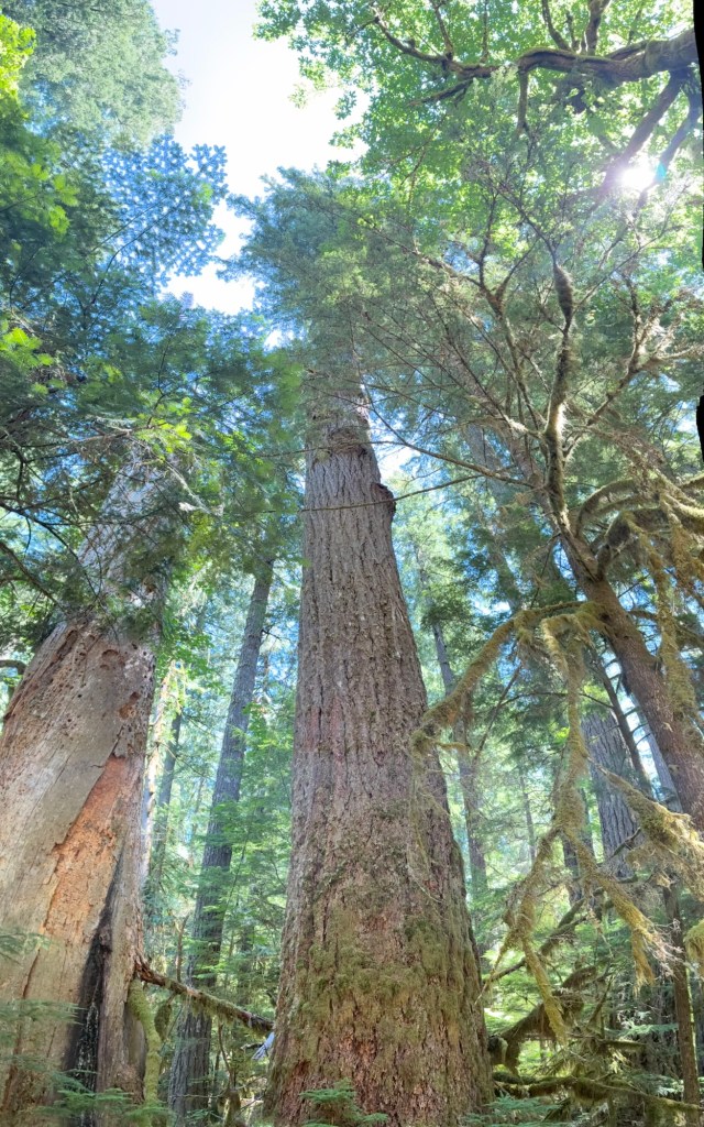 Picture of a very tall old growth cedar tree